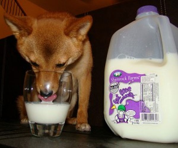 Milk?!