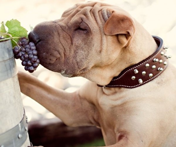 No grapes for the dog!